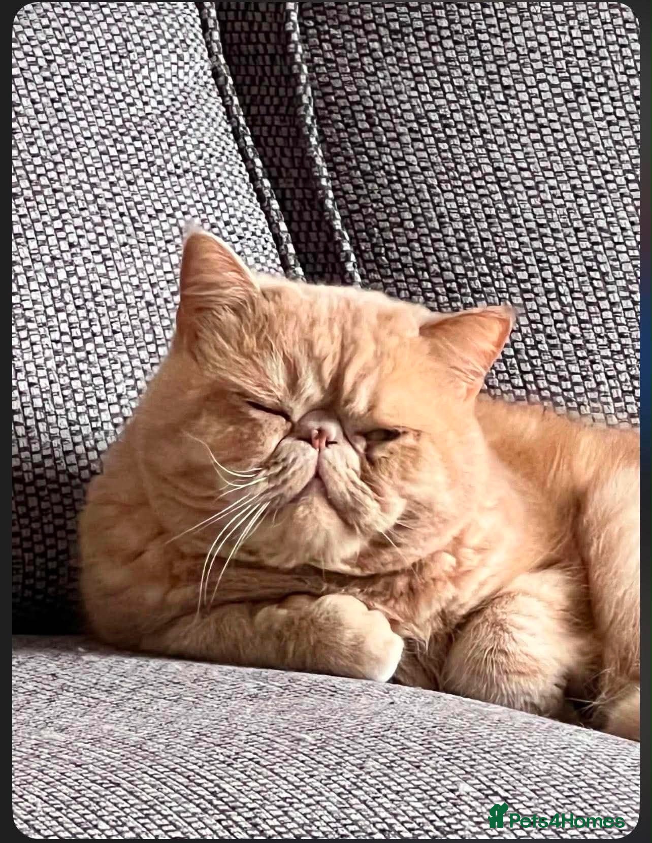 Exotic cats Exotic Shorthair x Persian Chinchilla  - Advert 1