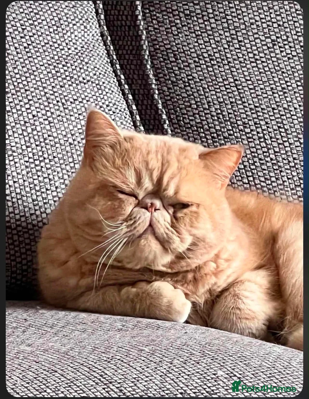 Exotic cats for sale: Exotic Shorthair x Persian Chinchilla  in Spalding - Advert 1