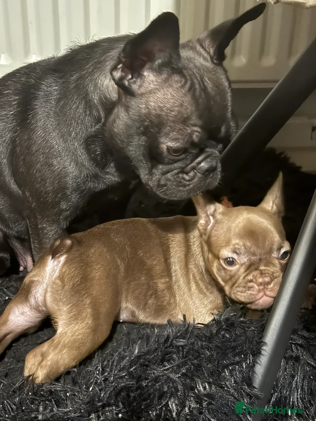 French Bulldog dogs for sale: New Shade Rojo French Bulldog Puppy. - Advert 2