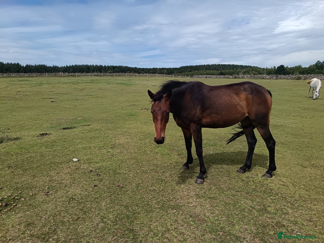 Irish Sports horses for sale: 2 x Mares - Image 3