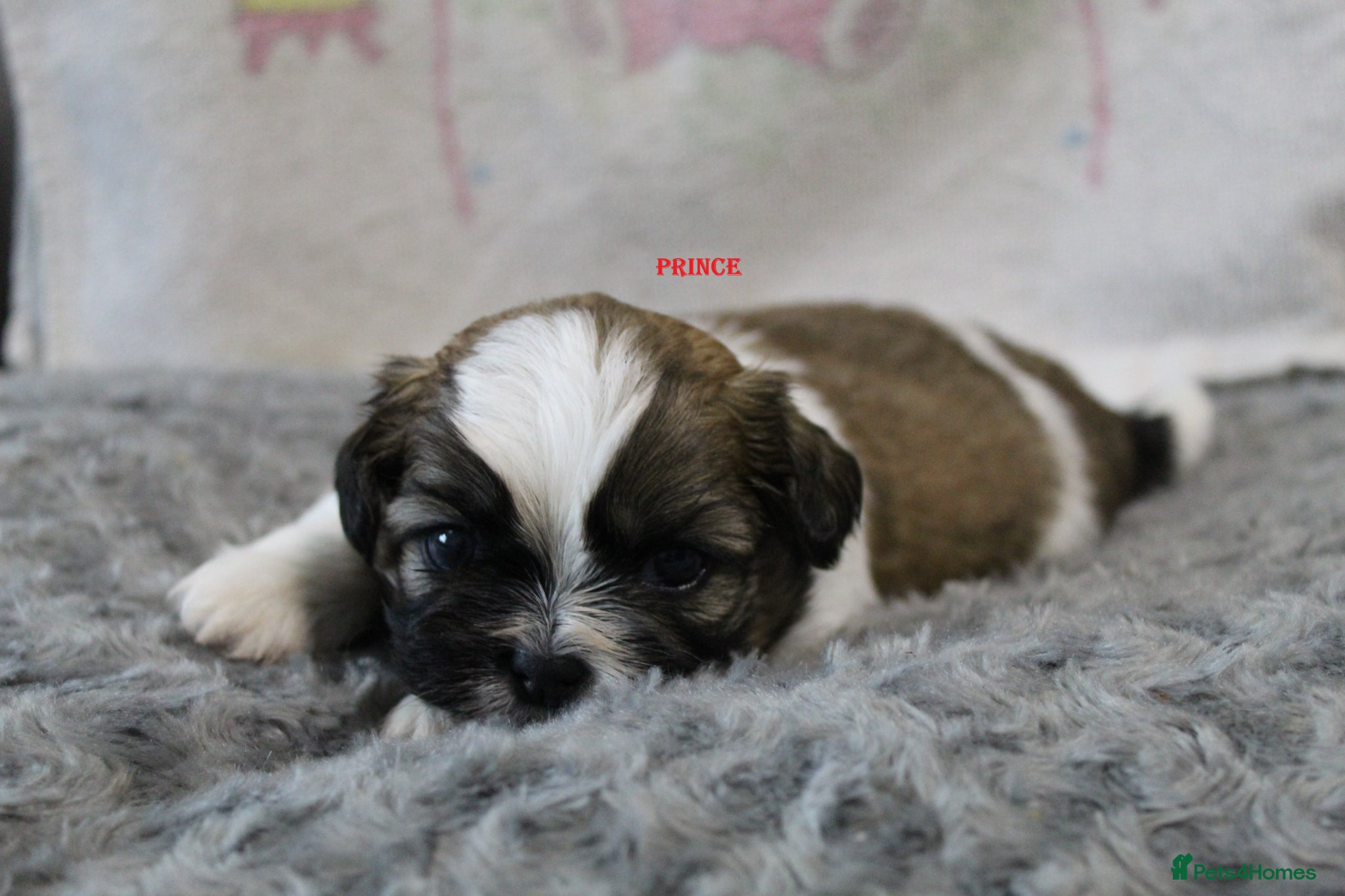 Shih Tzu dogs KC reg CUTE SHIH TZU BOY PUPPIES - Advert 2