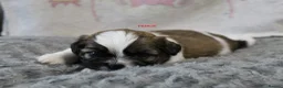 Shih Tzu dogs for sale: KC reg CUTE SHIH TZU BOY PUPPIES - Advert 2