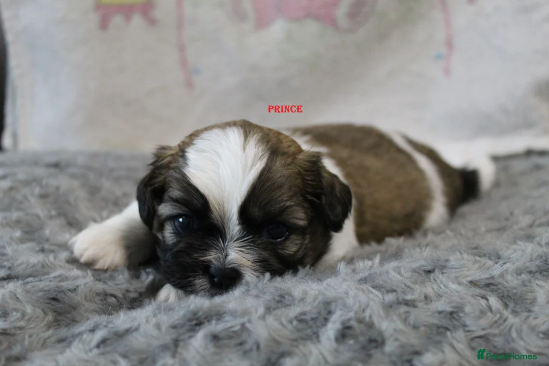 Shih Tzu dogs for sale: KC reg CUTE SHIH TZU BOY PUPPIES - Advert 2