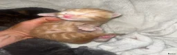 Mixed Breed cats for sale: 4 half Maine Coon kittens  - Advert 36