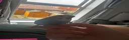 Budgerigars birds for sale: Budgie for sale called blue  in Eastleigh - Advert 4