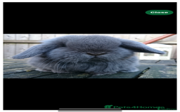 Mini Lop rabbits for sale: Stunning pure mini lop baby rabbits  - Image 2