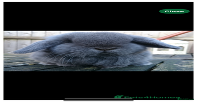 Mini Lop rabbits - Advert 2