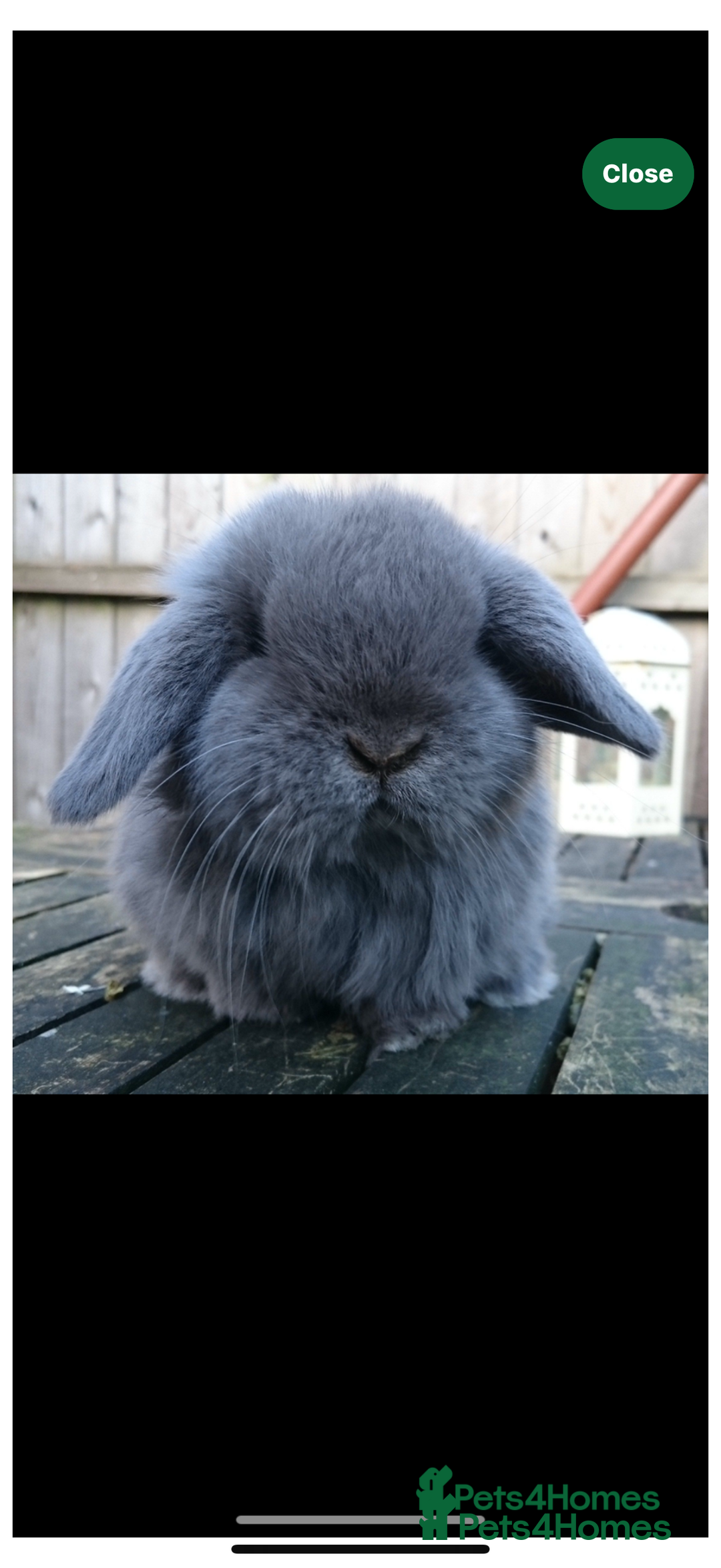 Mini Lop rabbits for sale: Stunning pure mini lop baby rabbits  - Image 2