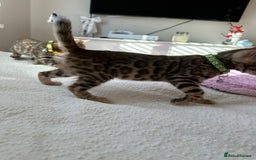 Bengal cats for sale: Beautiful pure Bengal kittens - Image 5