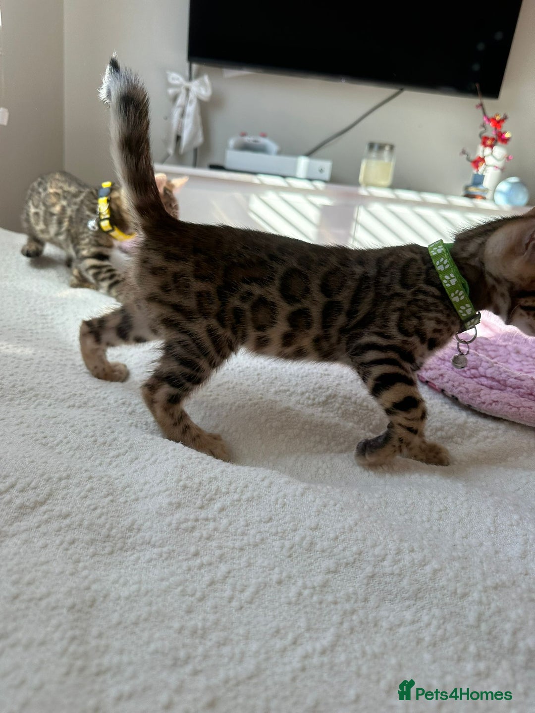 Bengal cats for sale: Beautiful pure Bengal kittens - Image 5