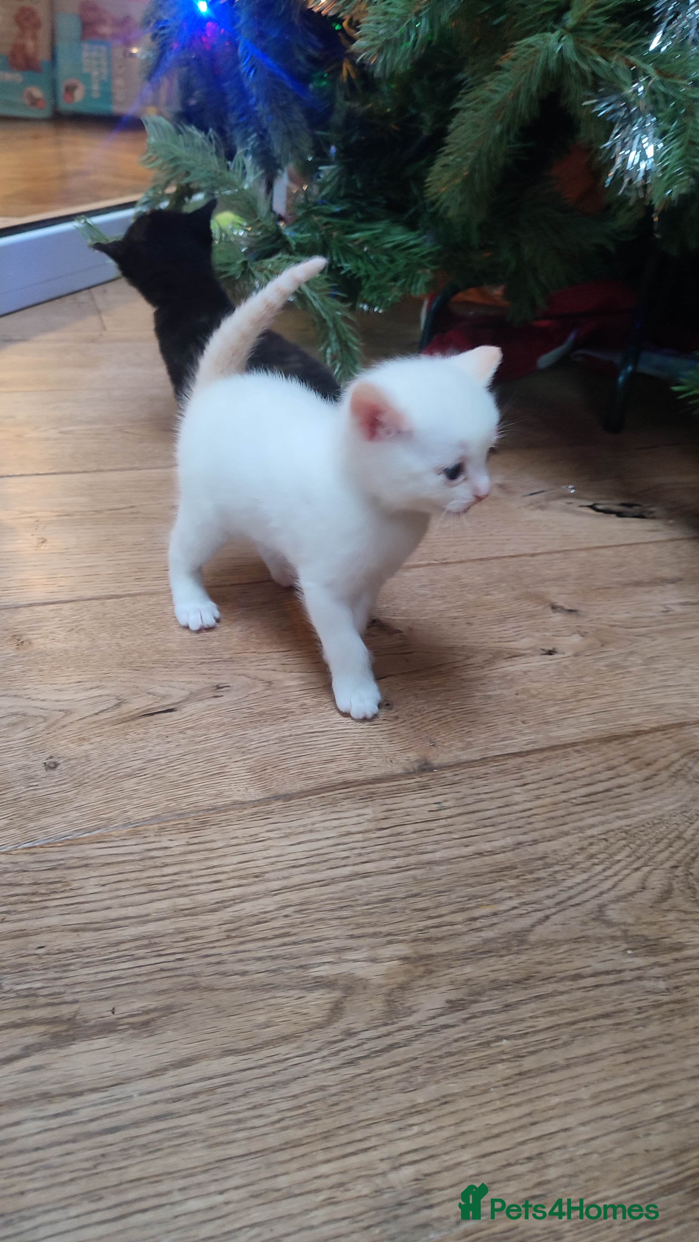 British Shorthair cats Only 1 colour point boy kitten available!!! 😻 - Advert 16