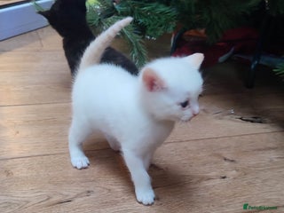 British Shorthair cats Only 1 White/cream boy kitten available!!! 😻 - Advert 16