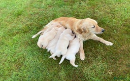 Golden Retriever dogs for sale: ⭐️ Beautiful Golden Retriver Puppies ⭐️ - Image 8
