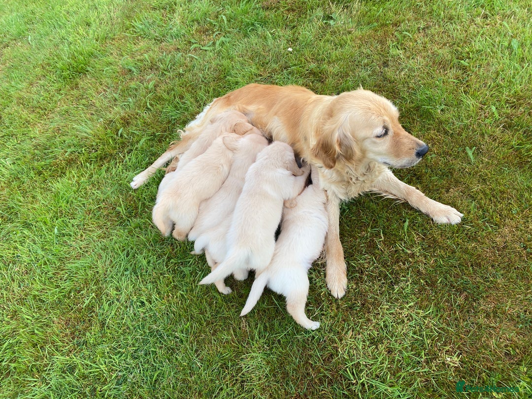 Golden Retriever dogs for sale: ⭐️ Beautiful Golden Retriver Puppies ⭐️ - Image 8