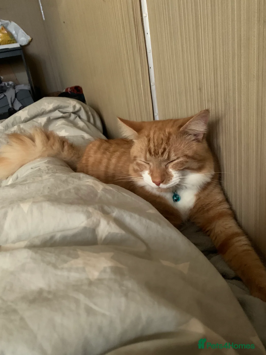 Mixed Breed cats for sale: Cat for sale  in London - Advert 1