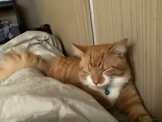 Mixed Breed cats Cat for sale - Advert 1