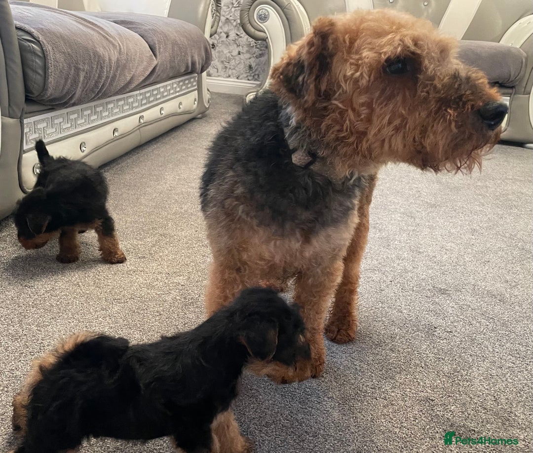Welsh Terrier dogs for sale: Welsh terrier Puppies - Image 3