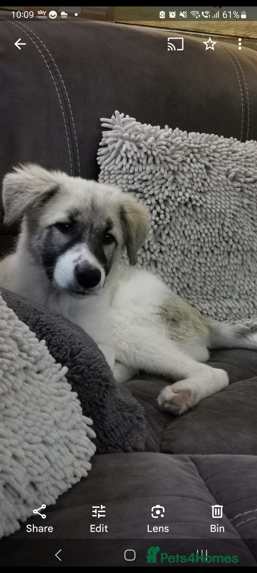 Mixed Breed dogs for sale: Beautiful girl looking for a loving home - Image 3