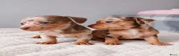 Chihuahua dogs for sale: Chiweenies *Stunning Tiny*  – Cosmo × Jimmy Choo - Advert 10