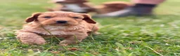Cockapoo dogs for sale: Stunning F1 cockapoo puppies - Advert 3