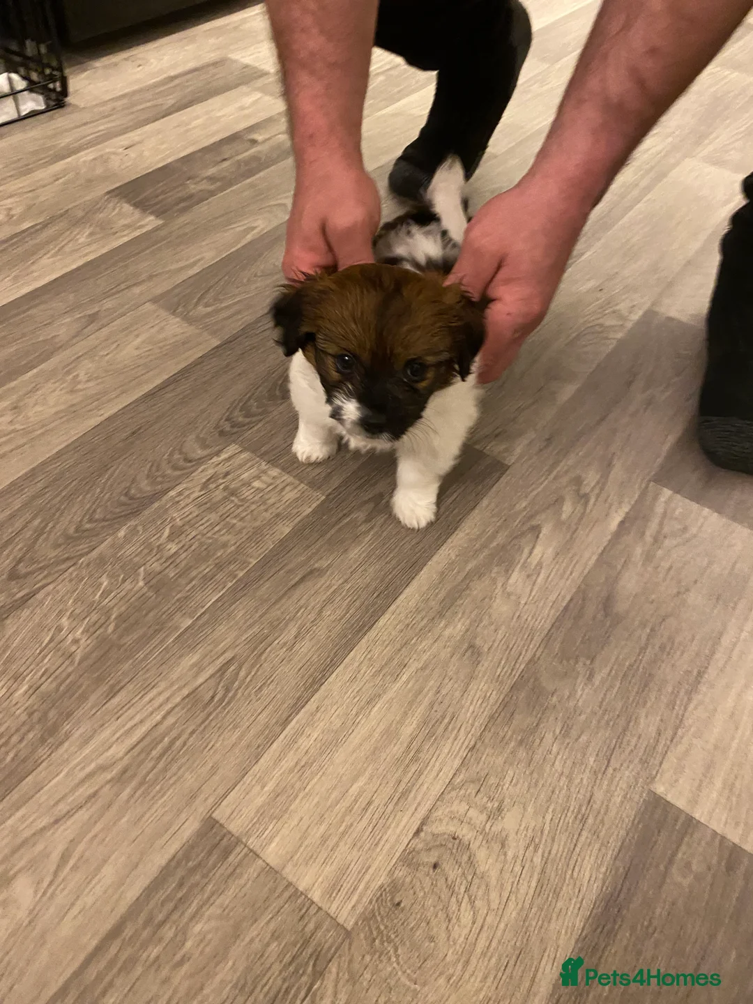 Shih Tzu dogs for sale: Beautiful tiny shihtzu  - Advert 6