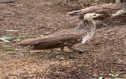 Peafowl poultry for sale: Peafowl chicks & peahen forsale - Image 5
