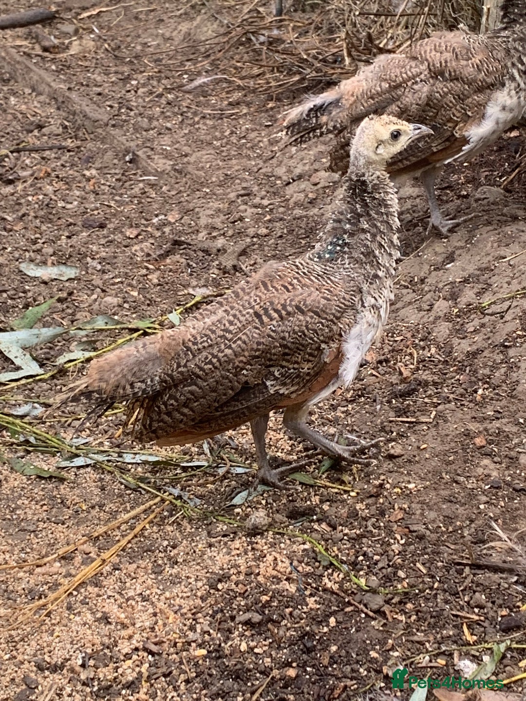 Peafowl poultry for sale: Peafowl chicks & peahen forsale - Image 5
