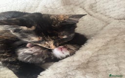 Mixed Breed cats for sale: Beautiful mixed breed kittens - Image 11
