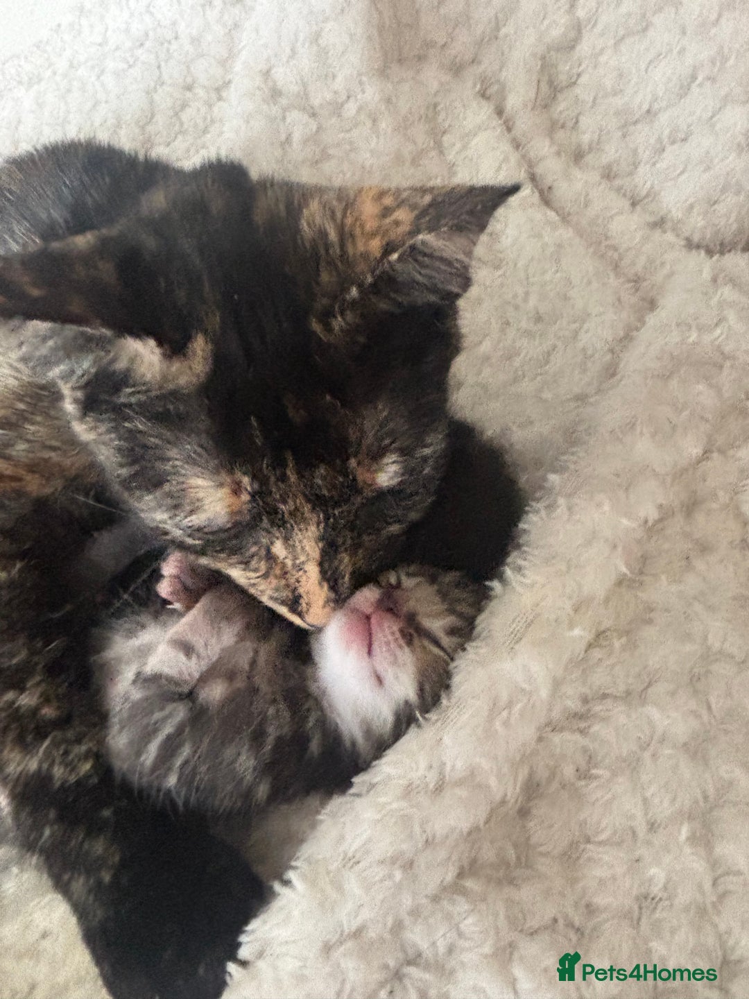 Mixed Breed cats for sale: Beautiful mixed breed kittens - Image 11