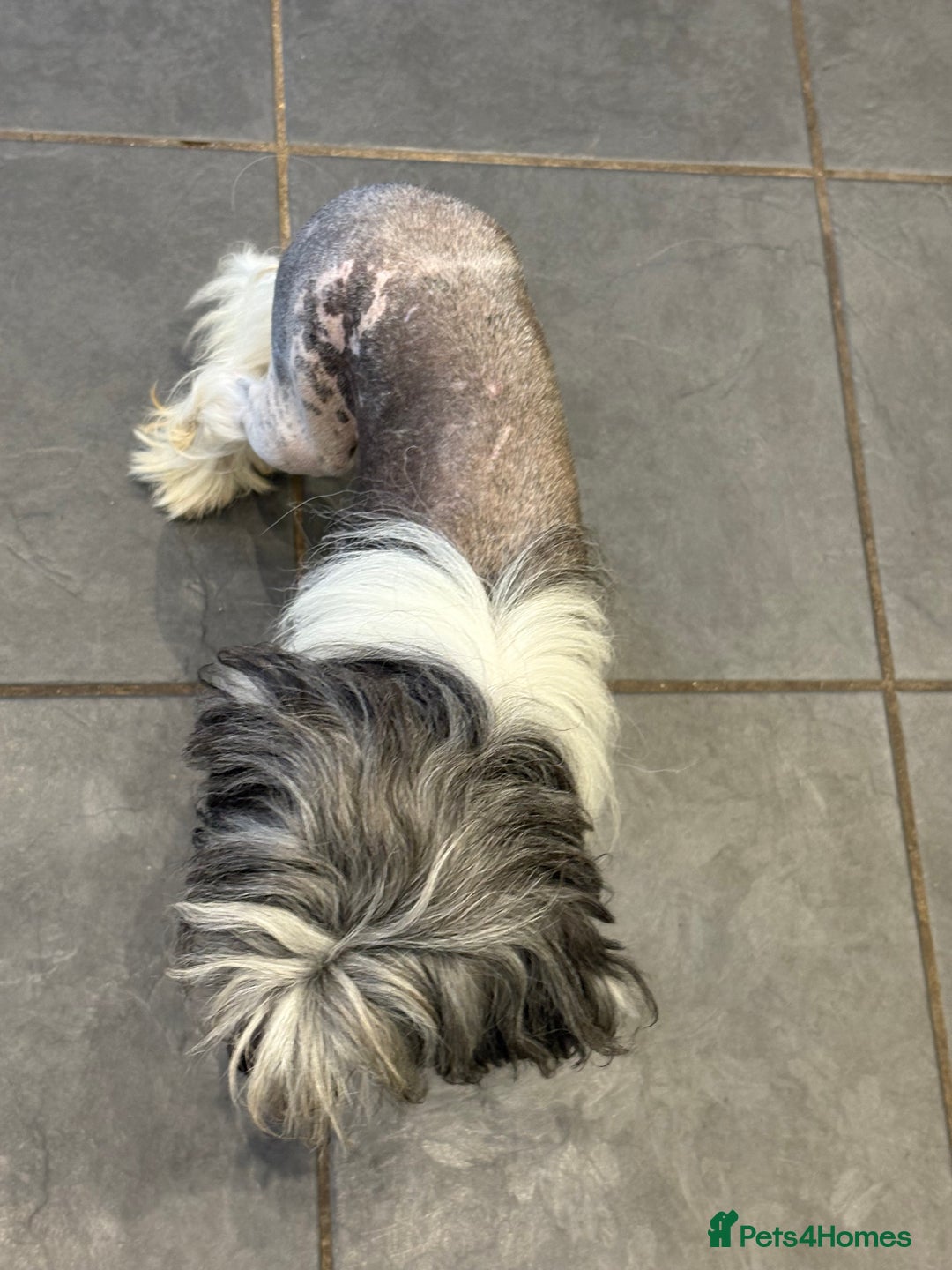 Chinese Crested dogs for sale: Adult HHL Chinese Crested Girl & PP Girl  - Image 5