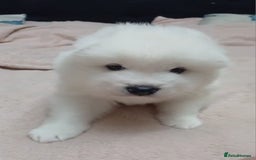 Samoyed dogs for sale: Pedigree Samoyed puppies - Image 3
