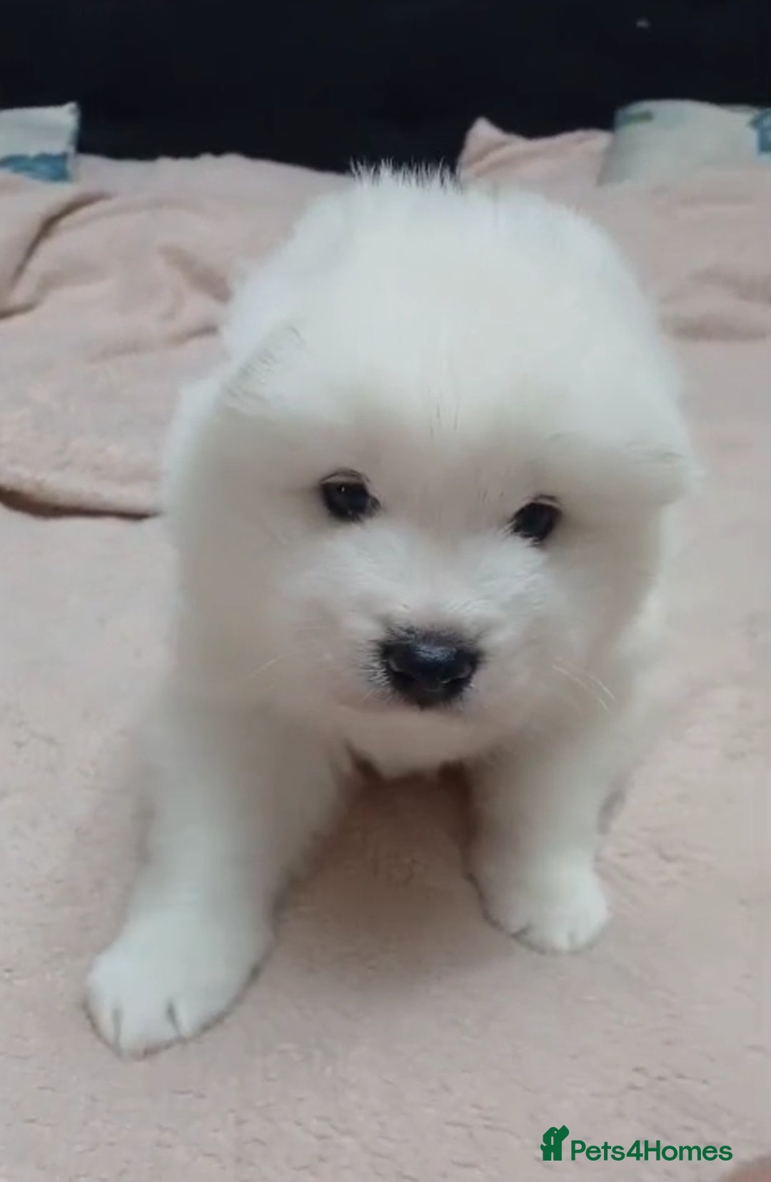 Samoyed dogs for sale: Pedigree Samoyed puppies - Image 3
