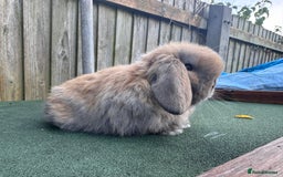 Mini Lop rabbits for sale: TOP QUALITY baby mini lops - Image 10