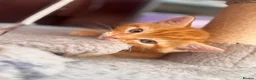 Mixed Breed cats for sale: Kittens  - Advert 2