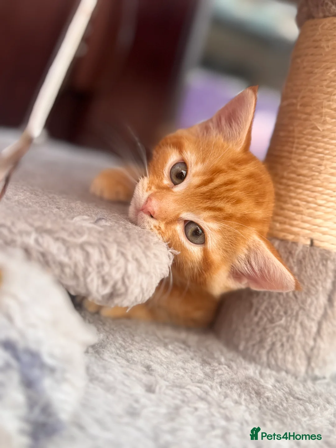 Mixed Breed cats for sale: Kittens  - Advert 2