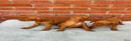 Hungarian Vizsla dogs for sale: KC registered Hungarian Vizsla puppies in Aberlour - Advert 12