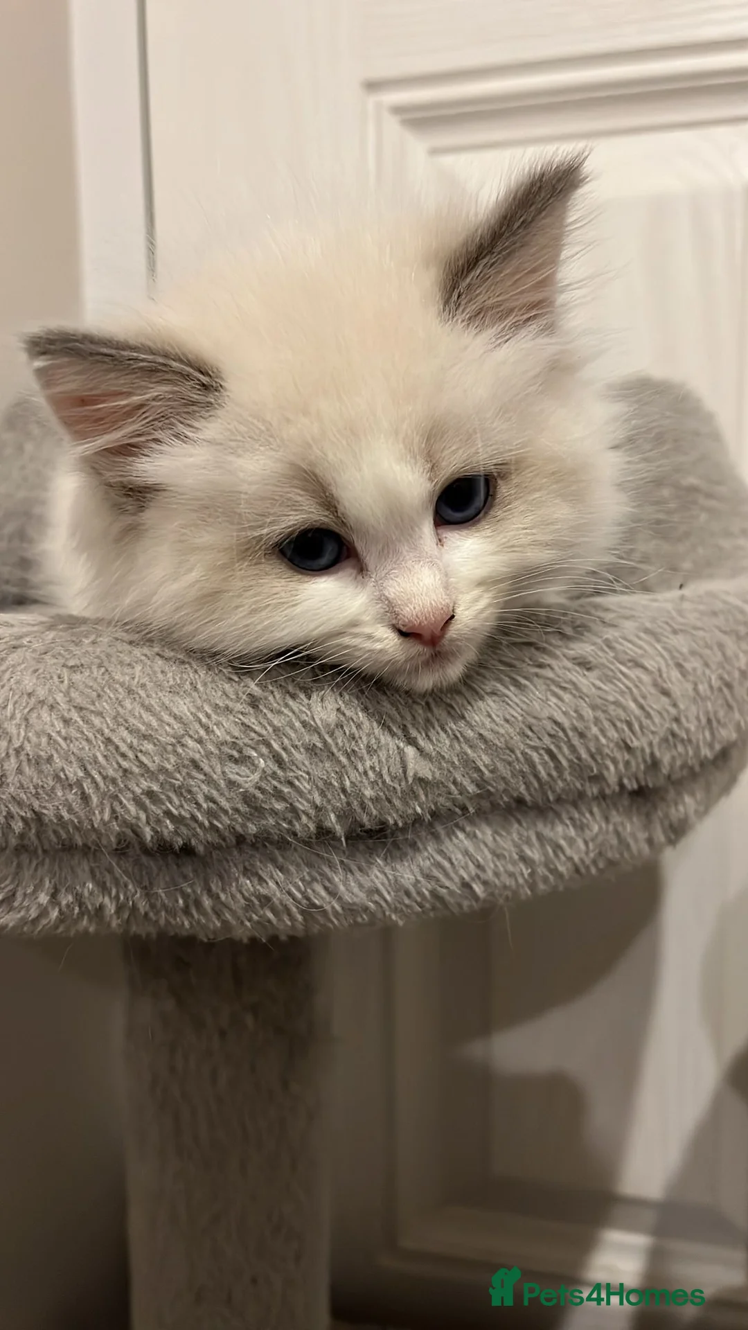 Ragdoll cats for sale: Playful Goregous Baby Ragdoll Kittens - Advert 6
