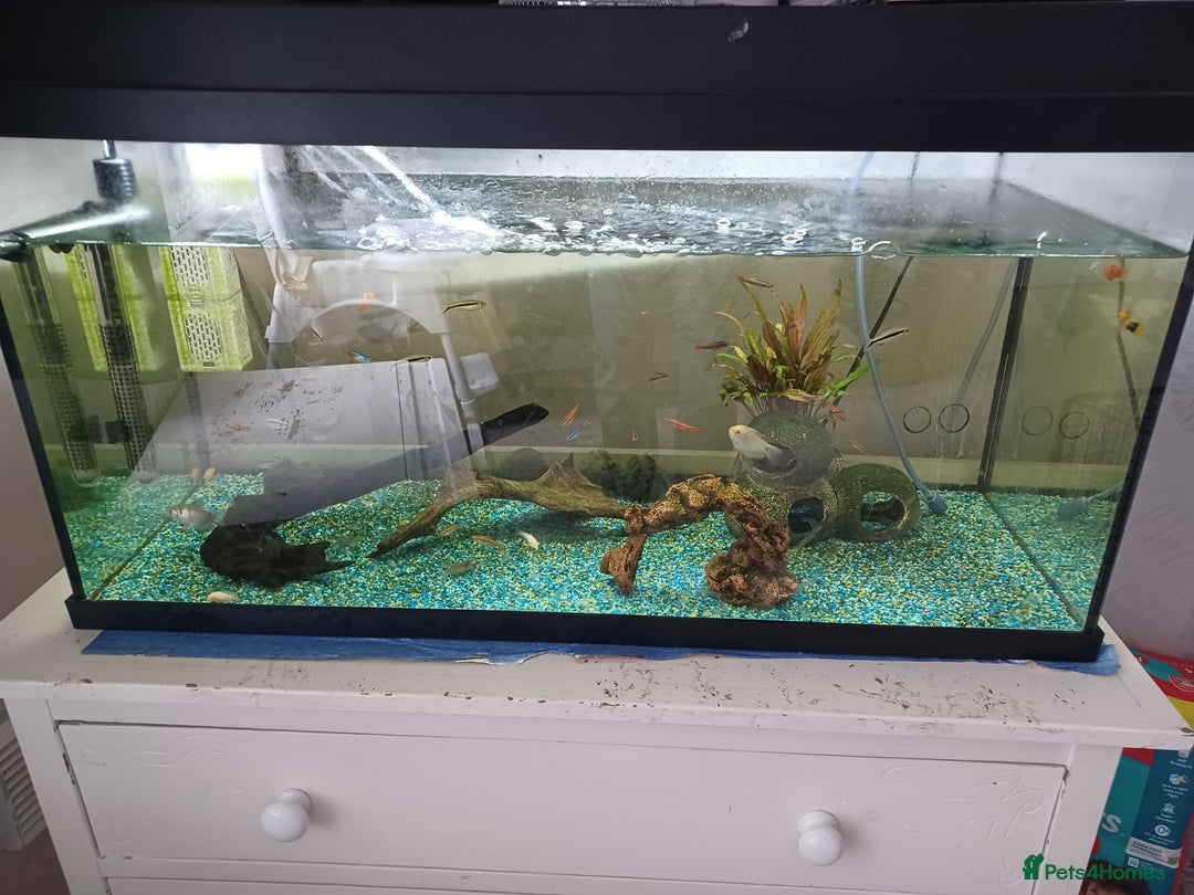 Other/Mixed Breed fish for sale: Fish tank and fish full set up need gone £40 - Image 5
