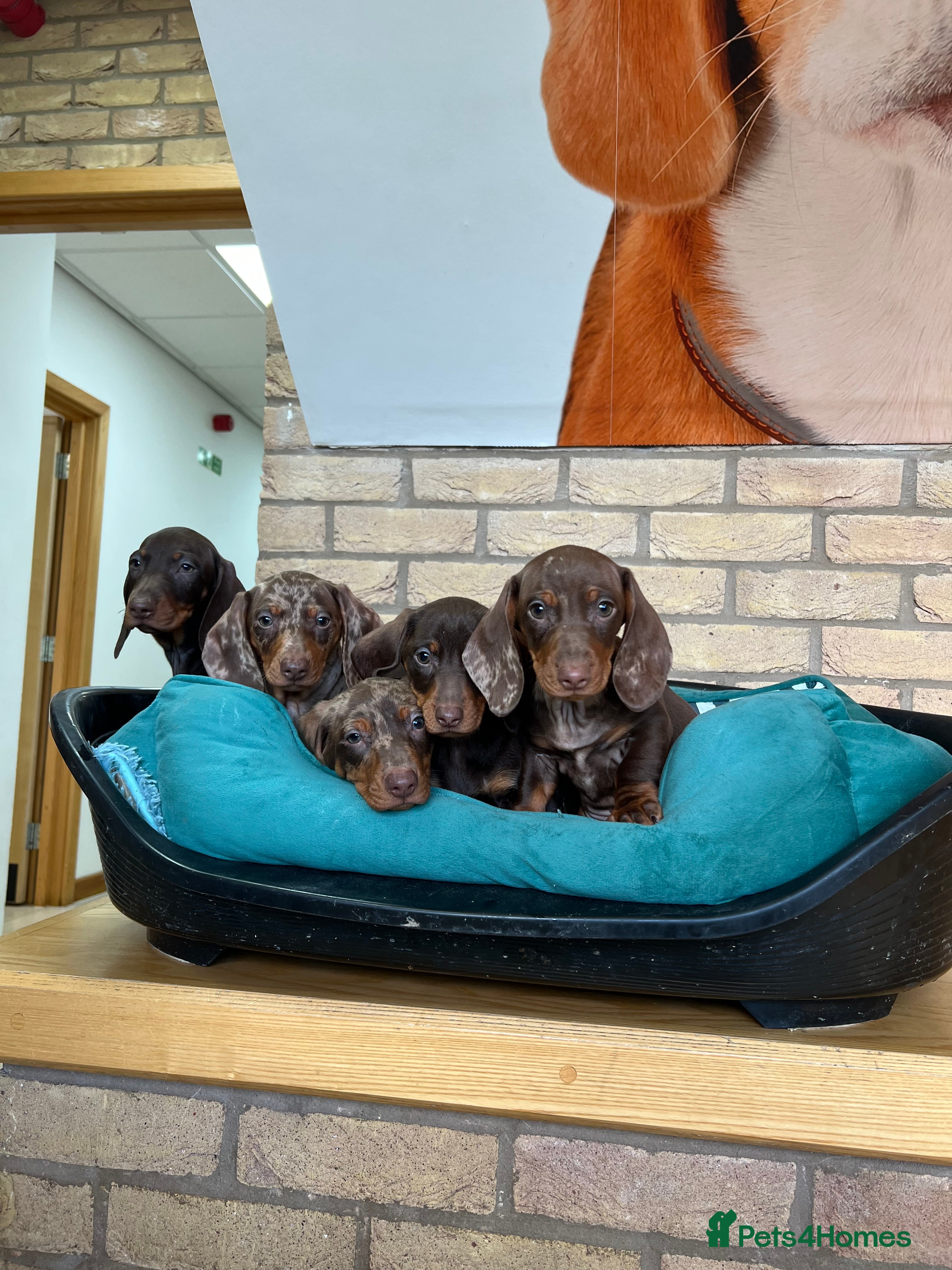 Dachshund dogs Our puppy it’s your best friend forever  - Advert 13