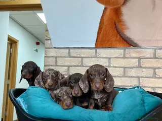Dachshund dogs Our puppy it’s your best friend forever - Advert 2