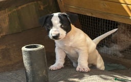 Jack Russell dogs for sale: Last two beautiful Jack Russell bitches - Image 8