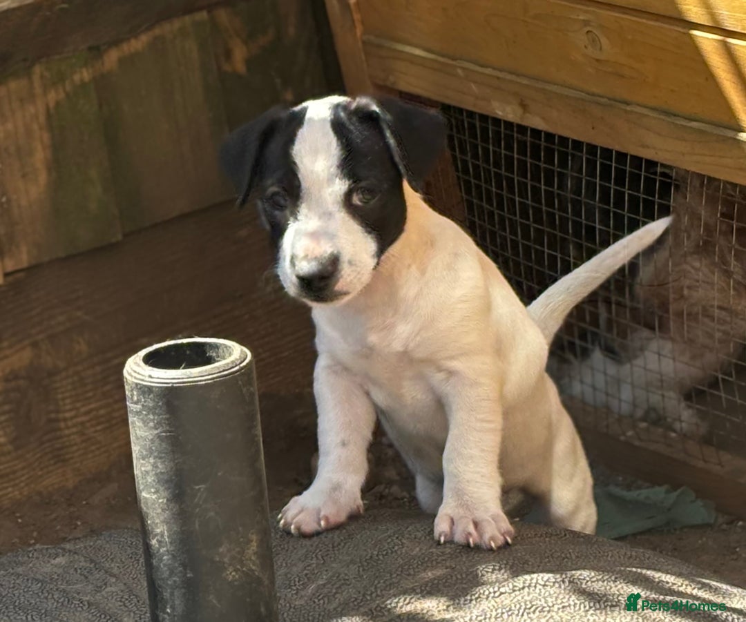 Jack Russell dogs for sale: Last two beautiful Jack Russell bitches - Image 8