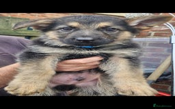 German Shepherd dogs for sale: KC German Shepherd pups LAST 2 BOYS! - Image 29
