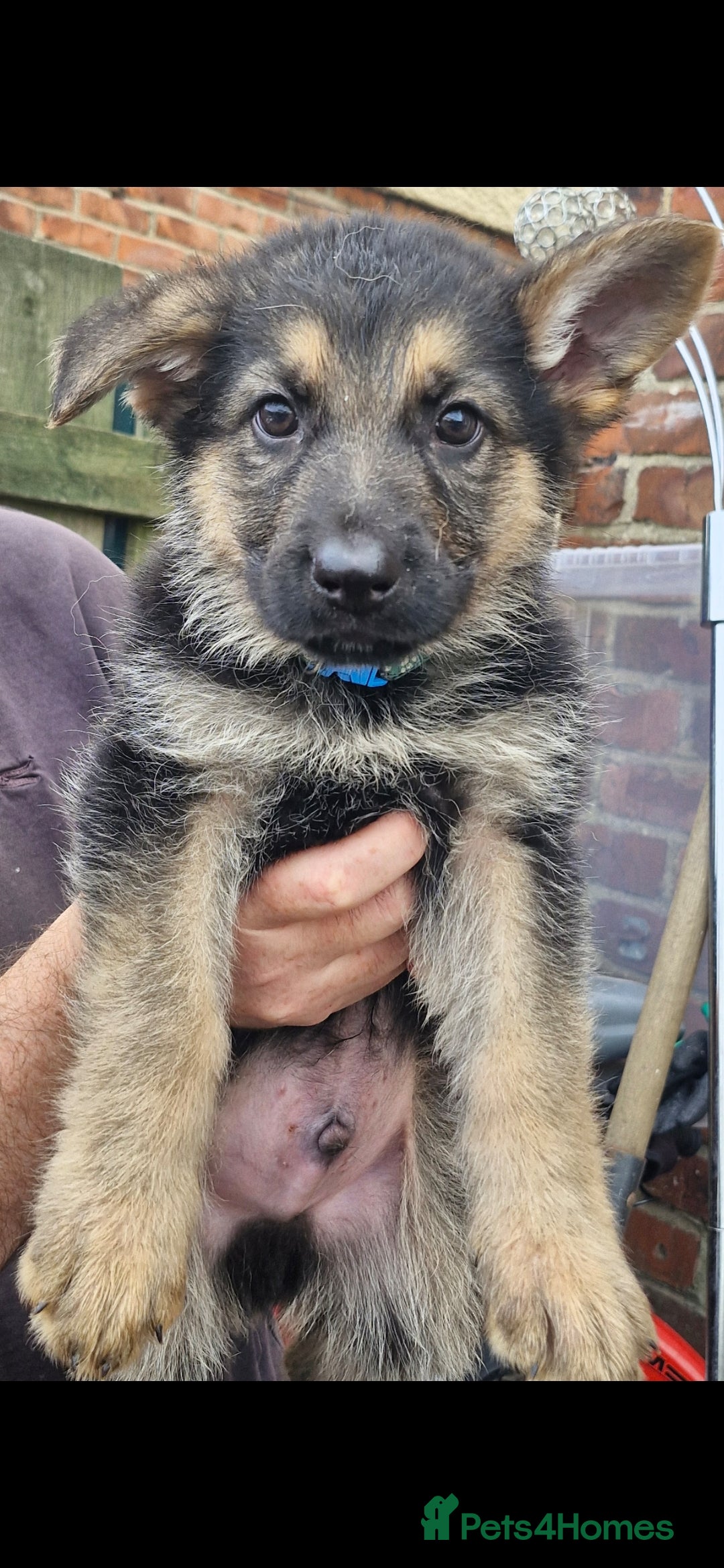 German Shepherd dogs for sale: KC German Shepherd pups LAST 2 BOYS! - Image 29