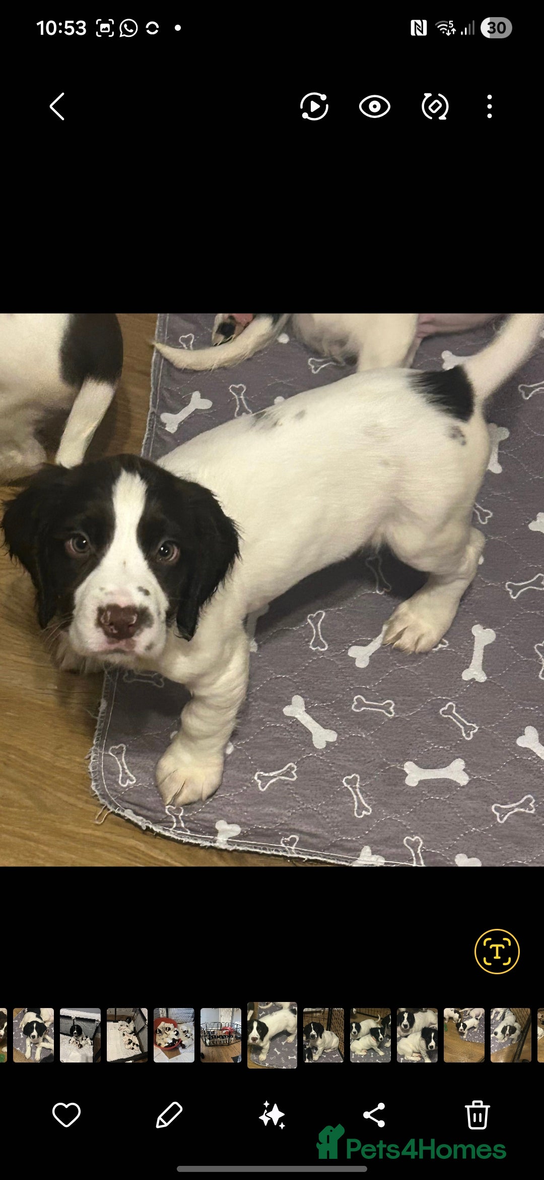 English Springer Spaniel dogs for sale: English Springer spaniel puppies for sale - Advert 17