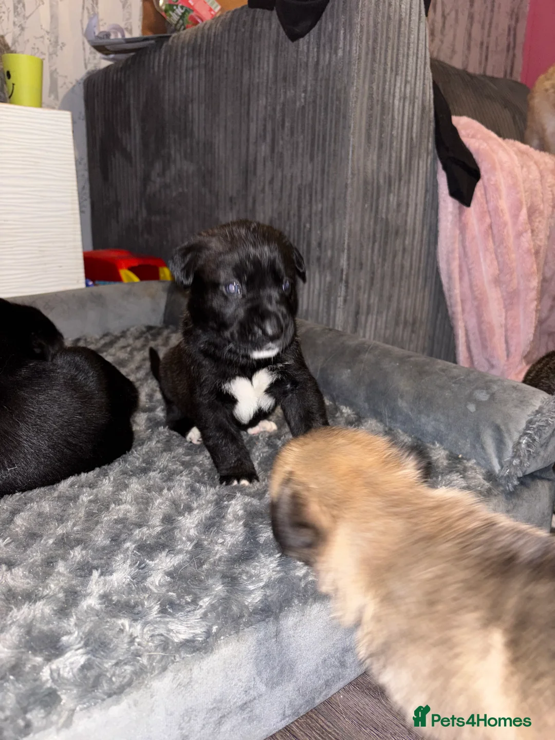 Mixed Breed dogs for sale: 10 beautiful puppies canecorso X huskyakita - Advert 25