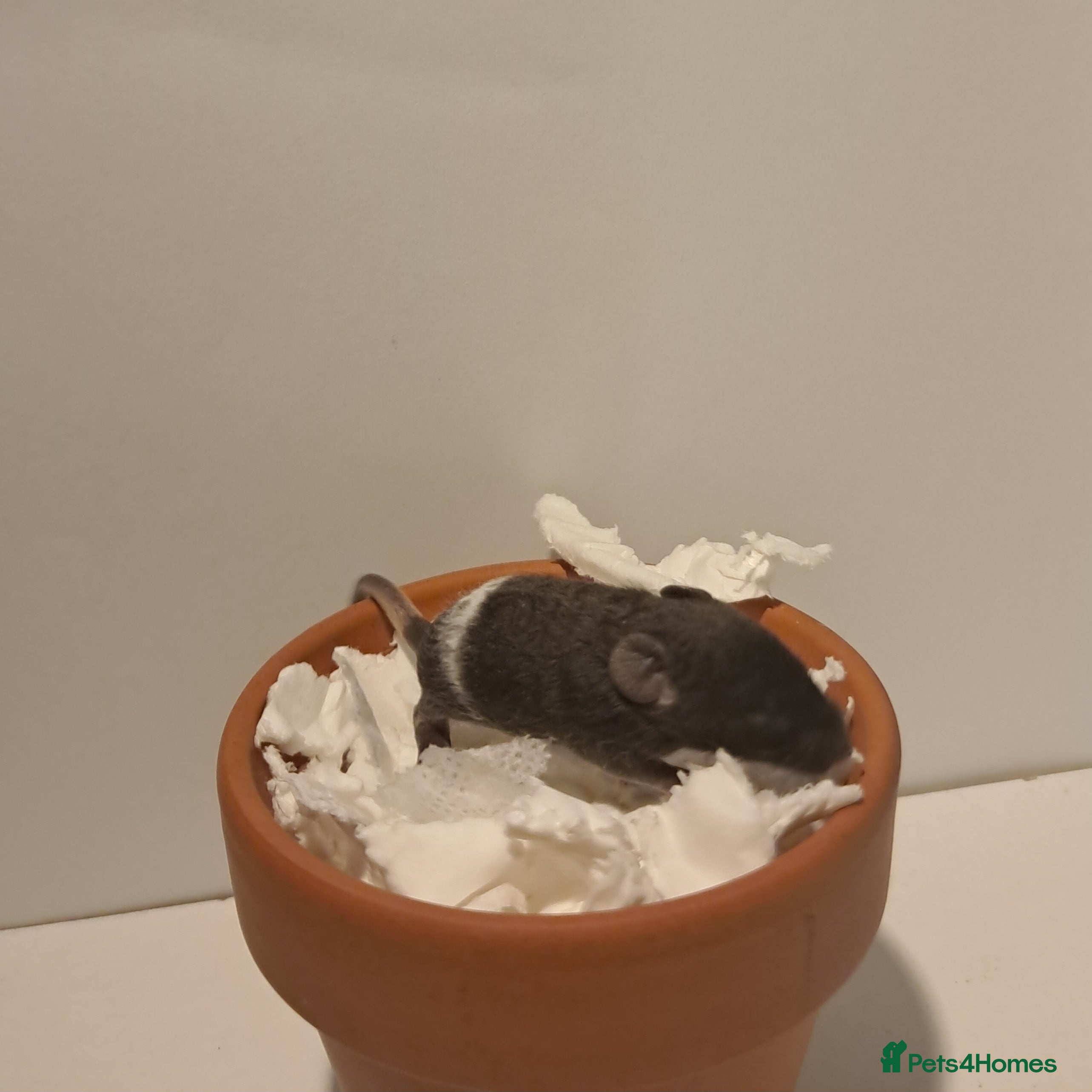 Mouse rodents Male fancy mouse pups - Advert 10