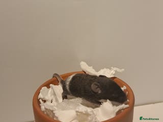 Mouse rodents Male fancy mouse pups - Advert 10