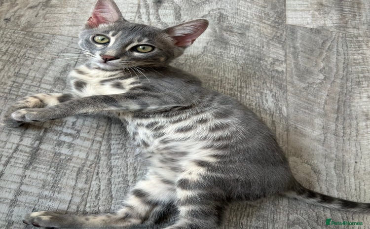 Bengal cats - Advert 2