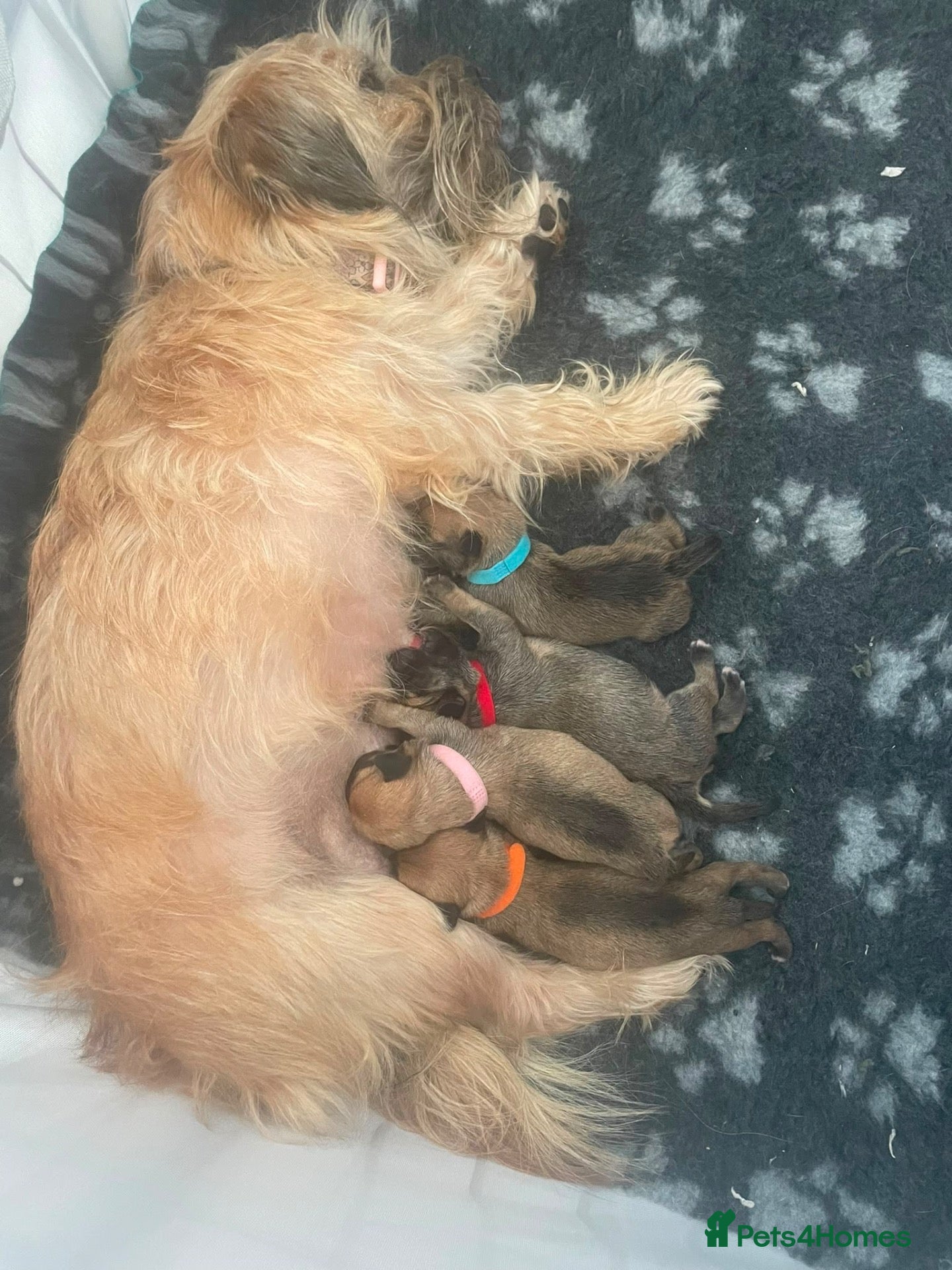 Mixed Breed dogs Beautiful puppies looking for forever homes  - Advert 1